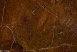 Polished Dinosaur Bone (Gembone) Section - Utah #151451-1